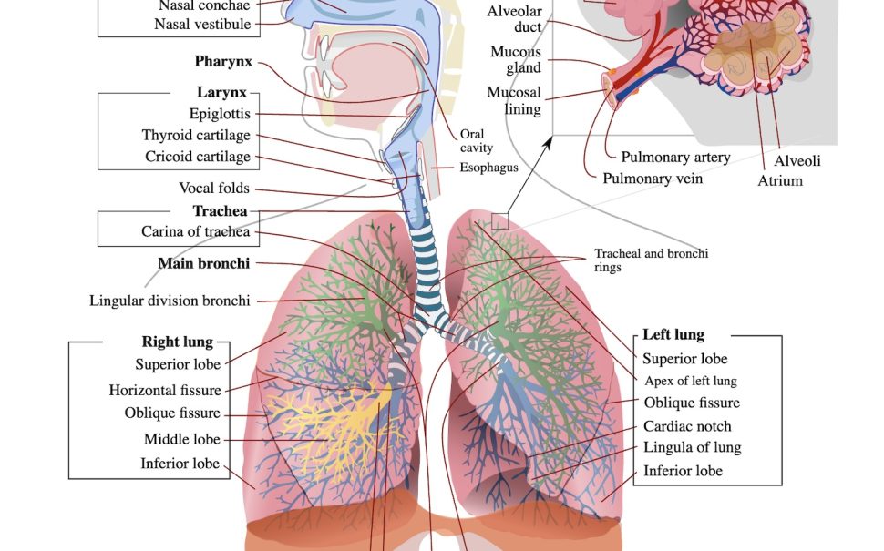 The human respiratory system (Credit: Public domain)